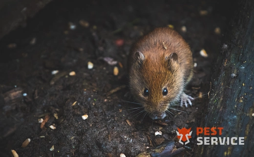 Дератизация в Нижнем Тагиле